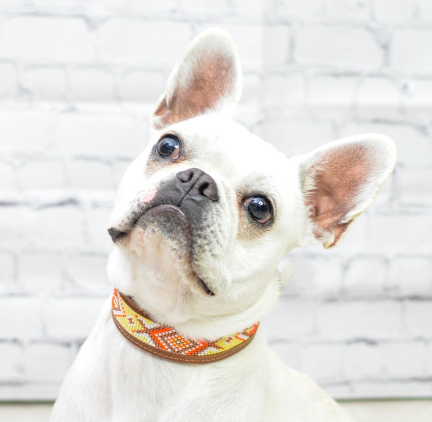 Kinakú Collier pour chien AMBAR XS