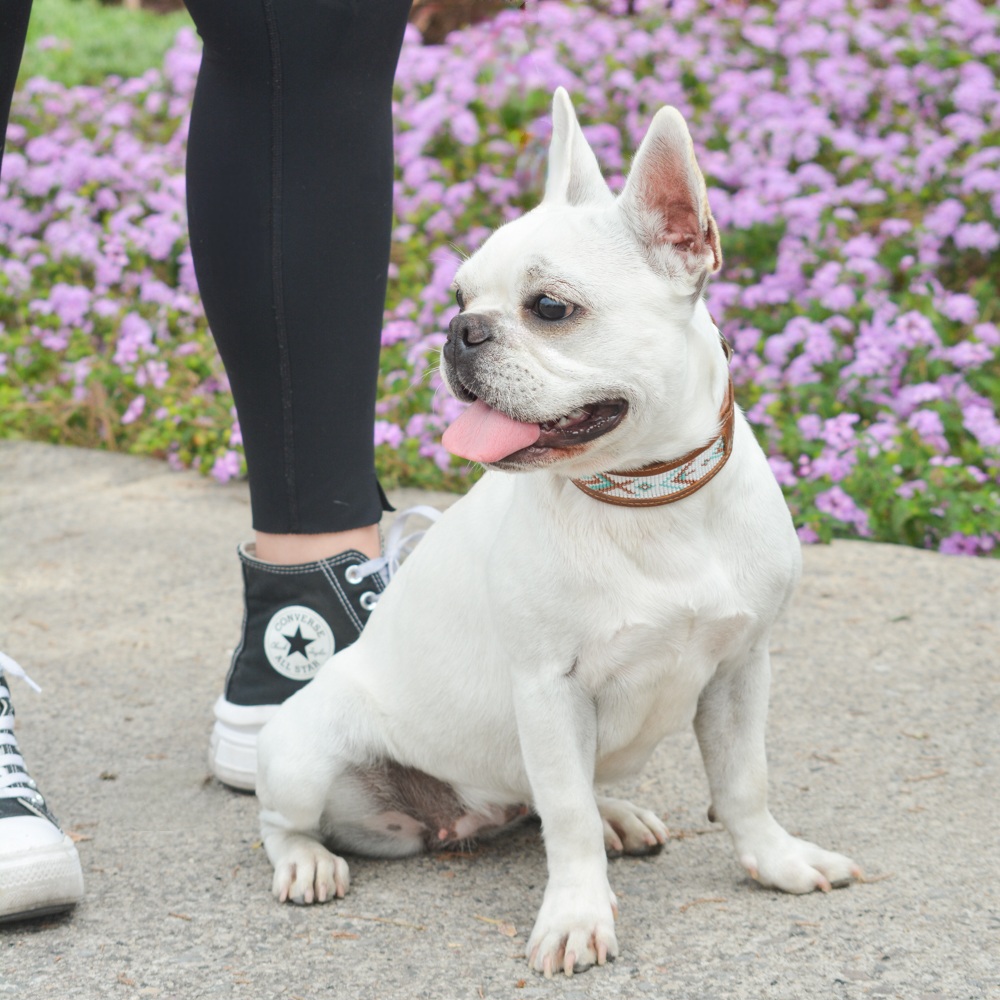 Kinakú Dog collar CALAITA XS