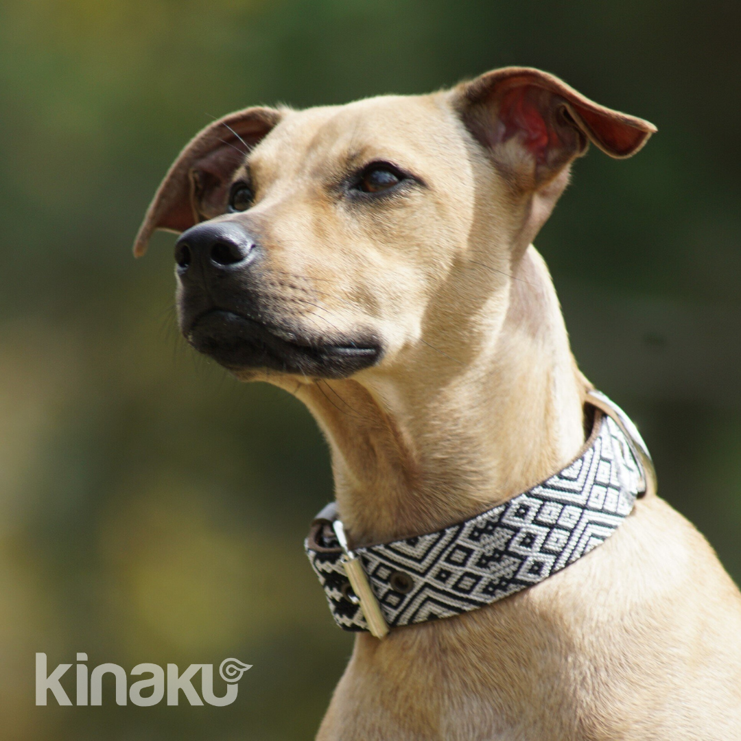 Kinakú Dog collar Coba XS