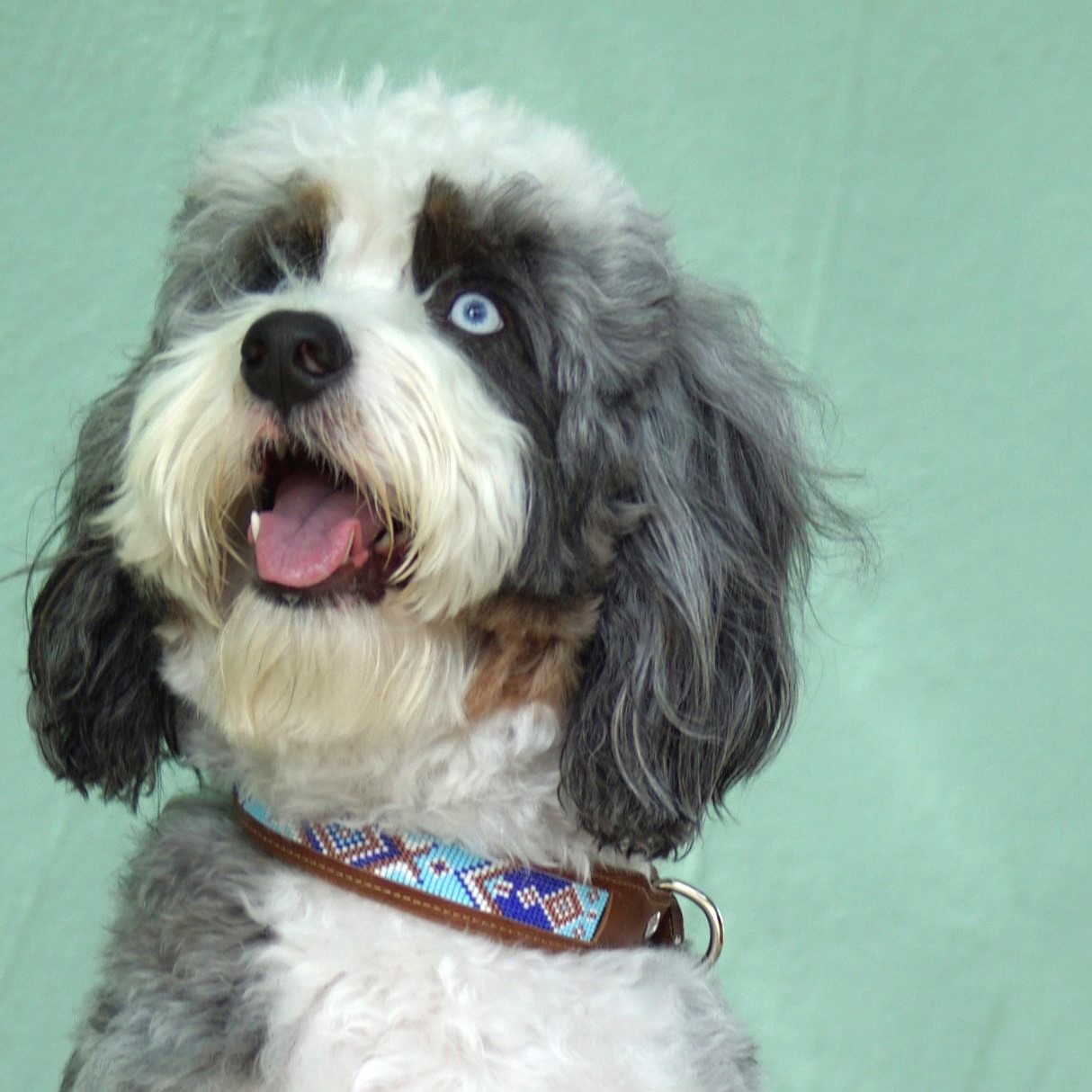 Kinakú Dog collar TOPACIO XS