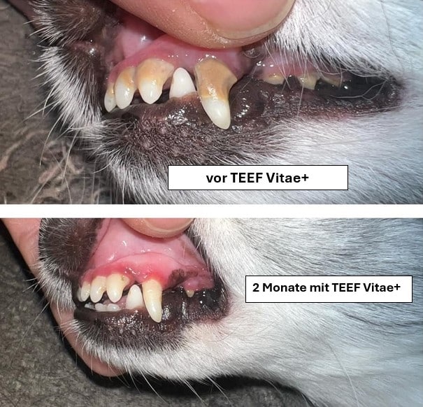 TEEF Vitae+ Zahnpflegepuder 21g