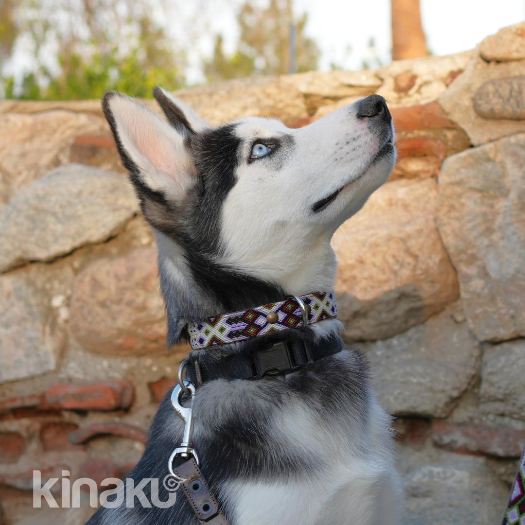 Kinakú Dog collar Holbox XS