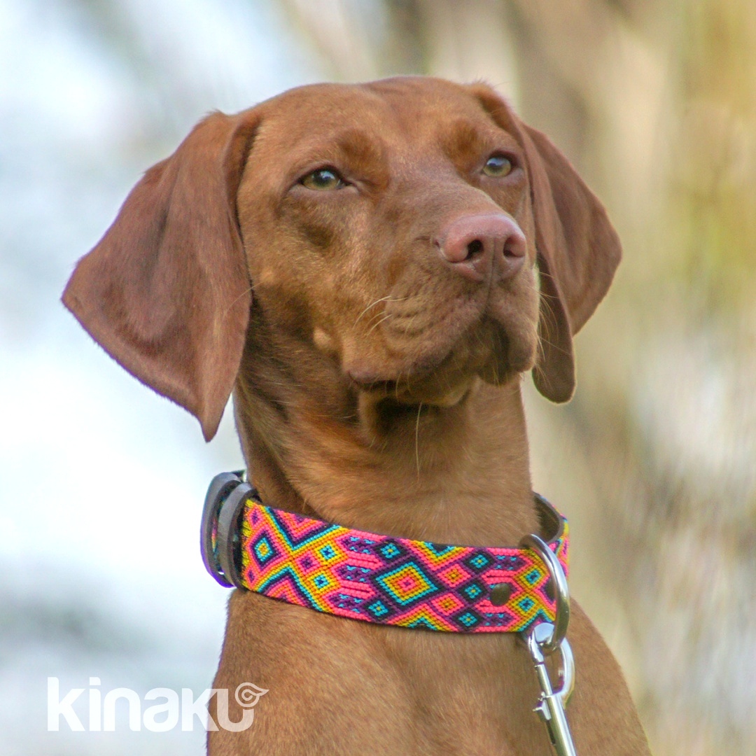 Kinakú Dog collar Merida XS