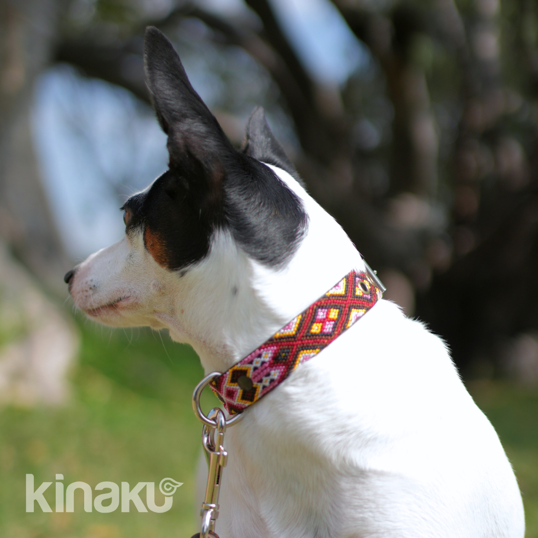 Kinakú Dog collar Celestun XS