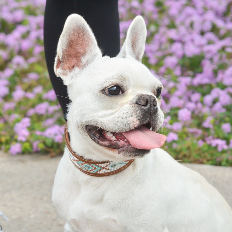 Kinakú Dog collar CALAITA XS