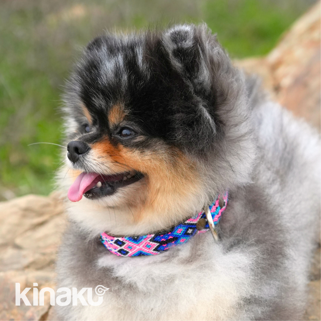 Kinakú Dog collar MAYAN SPIRIT XS assorted