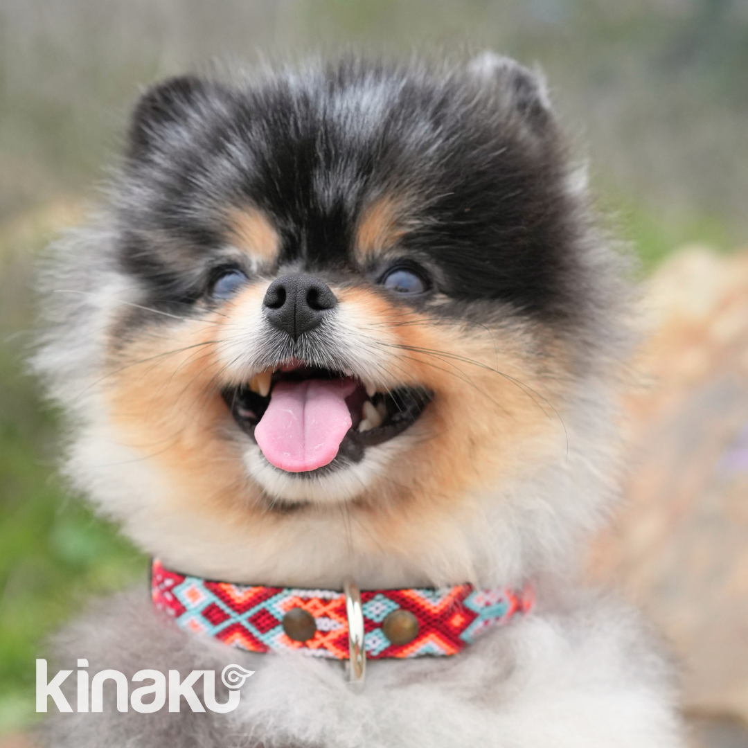 Kinakú Dog collar MAYAN SPIRIT XS assorted