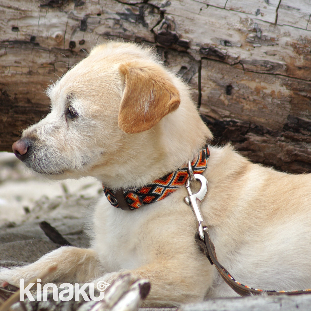 Kinakú Dog collar Bacalar XS