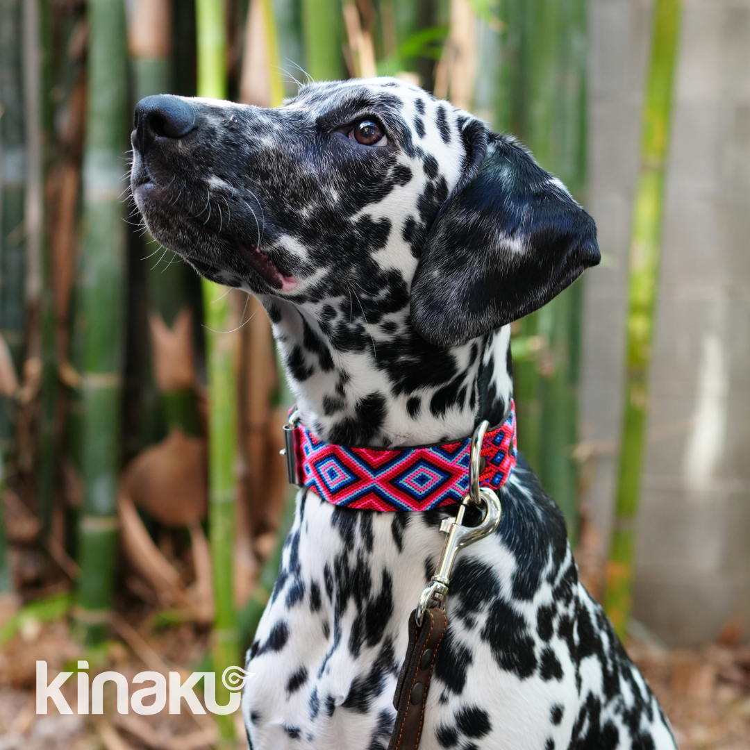Kinakú Dog collar Akumal XS
