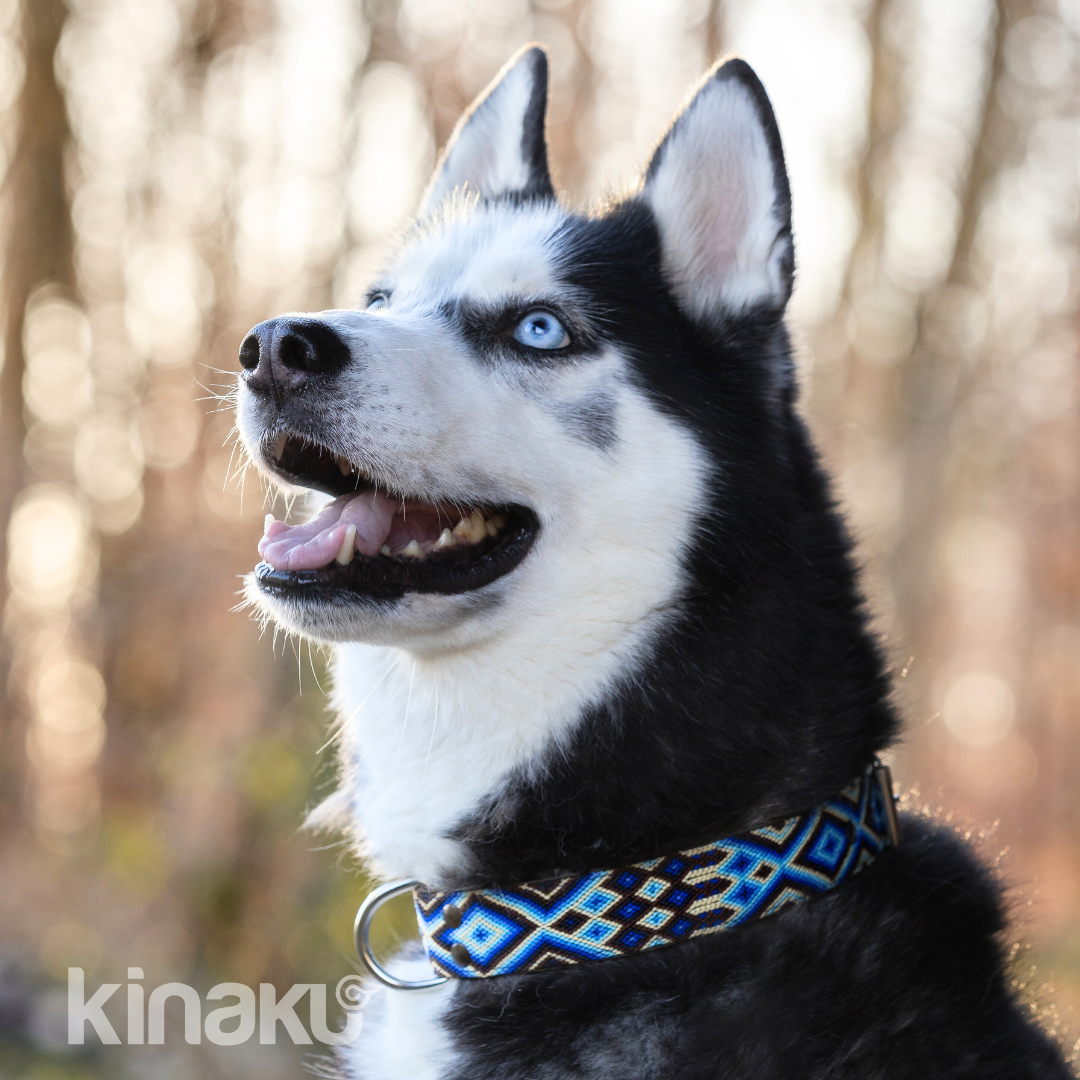 Kinakú Dog collar Tulum XS