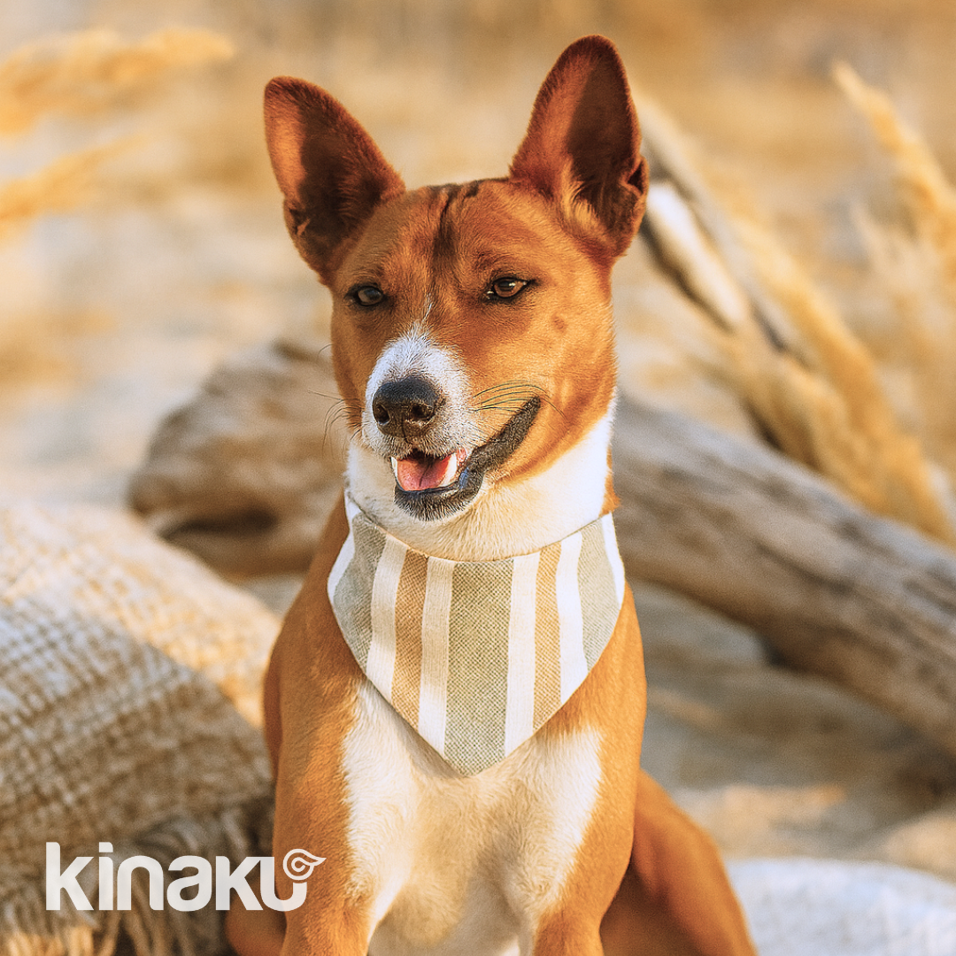 Kinakú Dog bandana TIERNO L